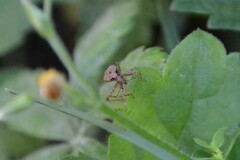 Himacerus mirmicoides