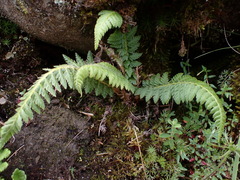 Polystichum sinense