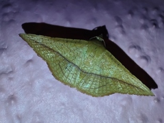 Striglina