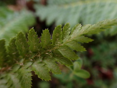 Polystichum sinense