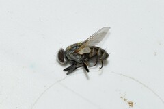 Muscoidea