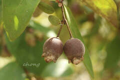 Rhodomyrtus tomentosa