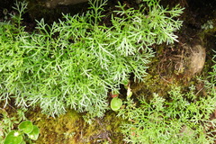 Artemisia morrisonensis