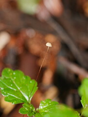 Marasmius crinis-equi