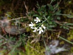 Arabis serrata