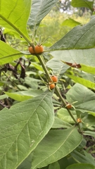 Triosteum aurantiacum