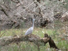 Egretta novaehollandiae
