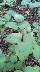 Toxicodendron rydbergii