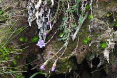 Gentiana arisanensis