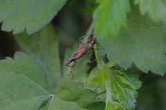 Himacerus mirmicoides