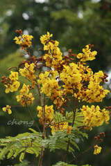 Peltophorum pterocarpum