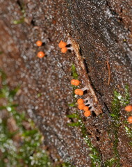 Hemitrichia decipiens