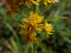 Solidago decurrens