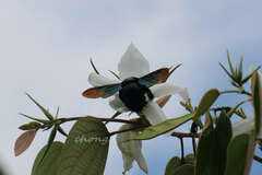 Xylocopa latipes