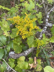 Solidago odora