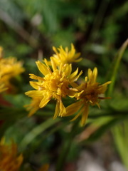 Solidago decurrens