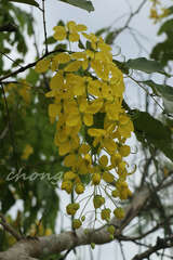 Cassia fistula