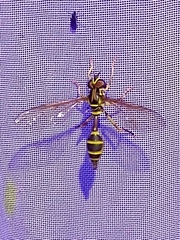 Salpingogaster