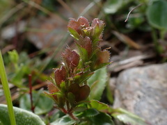 Veronica morrisonicola