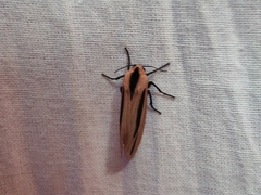 Creatonotos