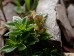 Veronica morrisonicola