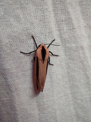 Creatonotos