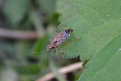 Himacerus mirmicoides