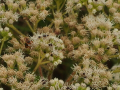 Phalacridae