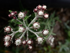 Anaphalis morrisonicola