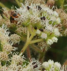 Phalacridae