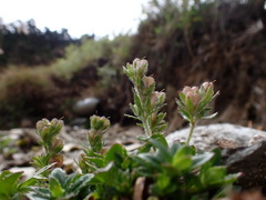 Veronica morrisonicola