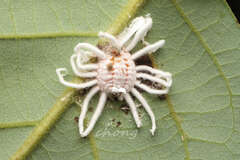 Monophlebidae