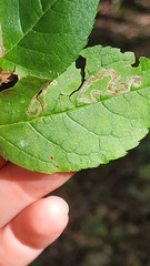 Phytomyza ilicis group