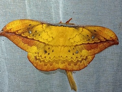 Copaxa multifenestrata