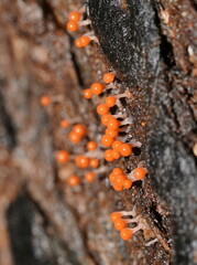 Hemitrichia decipiens