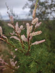 Tamarix