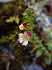 Euphrasia transmorrisonensis