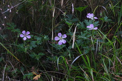 Geranium hayatanum