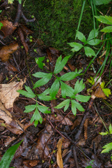 Hydrophyllum virginianum