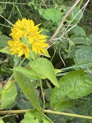 Lysimachia