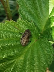 Lepyronia coleoptrata