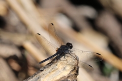 Diplacodes lefebvrii