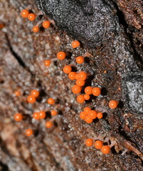 Hemitrichia decipiens