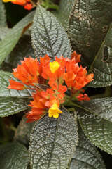 Chrysothemis pulchella