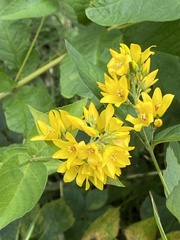 Lysimachia