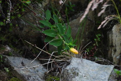 Hypericum nagasawae