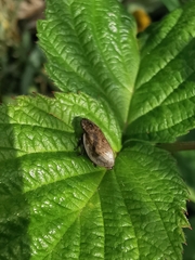 Lepyronia coleoptrata