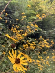 Helianthus atrorubens