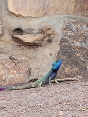 Agamidae