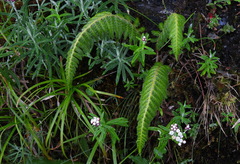 Polystichum sinense